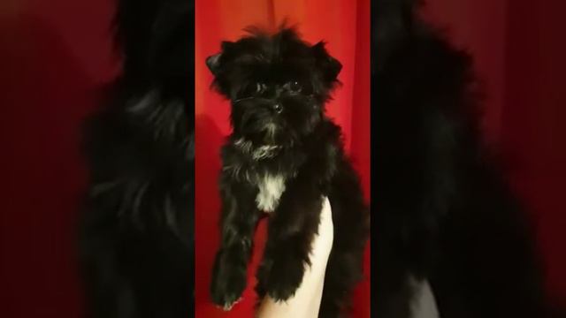 Девочка чёрный йорк смотреть онлайн