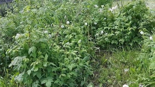 НА РЫБАЛКЕ НАБРАЛА СОСНОВЫХ ШИШЕК.САДИМ МАЛИНОВЫЕ ДЕРЕВЬЯ. смотреть онлайн