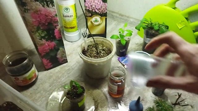 Черенкование метельчатой гортензии Пинки Винки, у нее удлиненные листья? смотреть онлайн