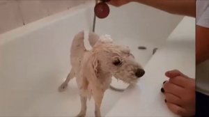 Bath time | моем собаку дома | моем Пуделя | уход за шерстью Пуделя