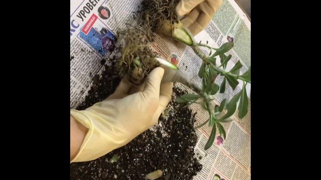 СРАЩИВАНИЕ ДВУХ СОРТОВ АДЕНИУМА ЧАСТЬ 1