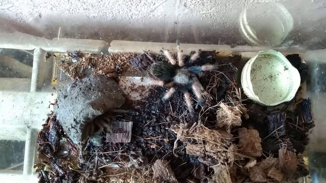 Мексиканска огненокрака тарантула яде брашнен червей смотреть онлайн