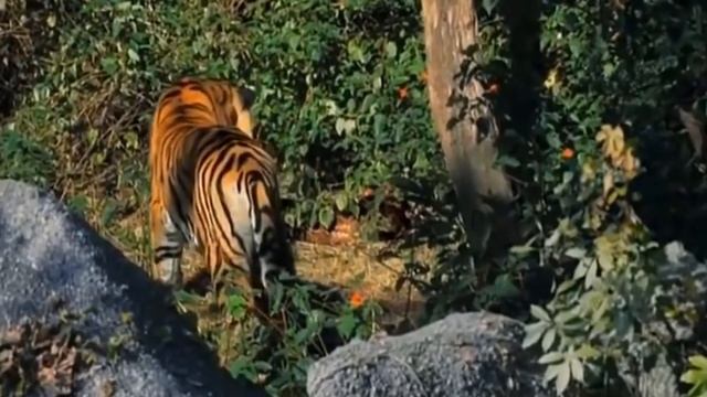 Jungle Battle !!! Python And Leopard Bite Each Other Seriously Injured. Which One Will Survive? смотреть онлайн