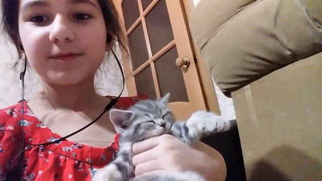 Моя кошка (1,5месяц)Порода Шатландская зовут Муни смотреть онлайн
