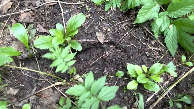 Сегодня удалось найти серно желтые трутовики, которые называют гриб - курятина смотреть онлайн