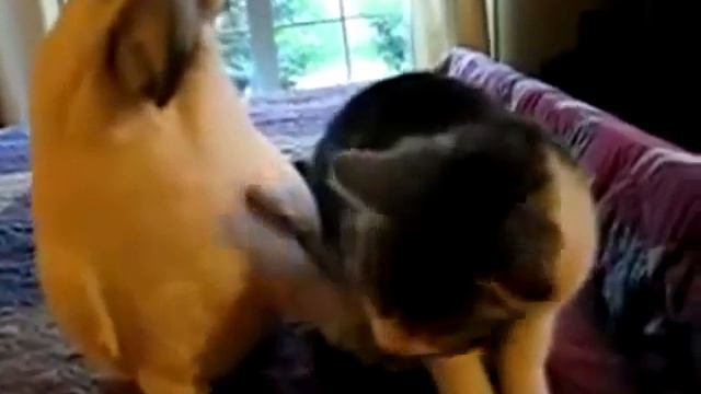 Коты смешно Попугай строит кота Смотреть всем Funny cats смотреть онлайн