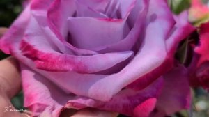 Paradise Rose Hybrid tea and very strong fragrance