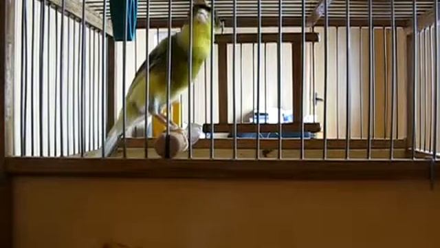 Чубатый кенар Овсяночный напев avi смотреть онлайн