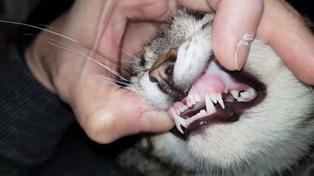 Как меняются зубы у кота смотреть онлайн
