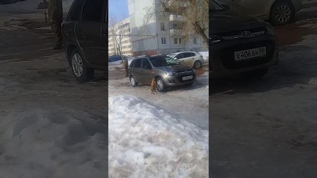 В Тоцком 2 корсак/милота🌚 смотреть онлайн