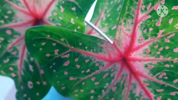 Caladium Red Flash ( Caladium Bicolor )