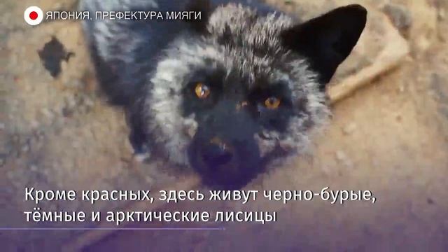 На японском острове Хонсю есть деревня лисиц смотреть онлайн