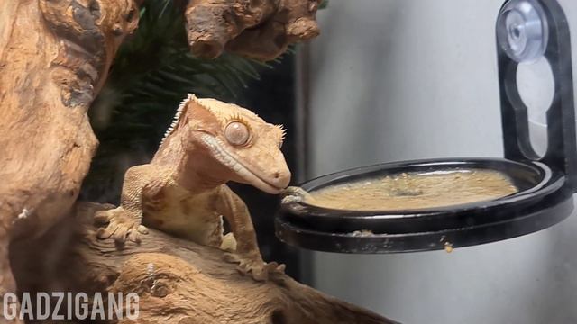 Misha gekon orzęsiony #lilywhite zjada Pangeę #GADZIGANG Misha crested gecko - pangea breakfest смотреть онлайн