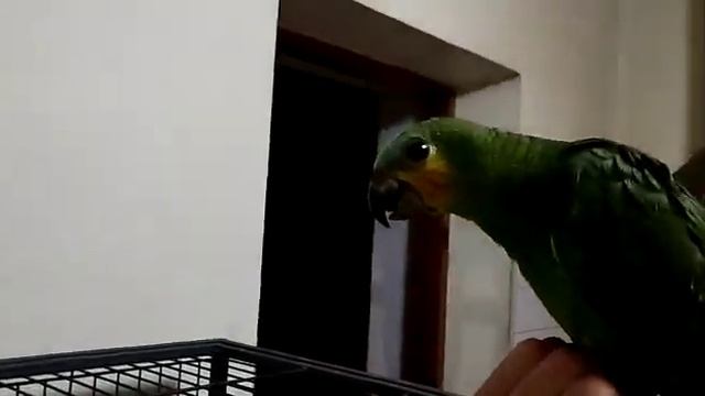 Амазон Венесуэльский Ручной птенец смотреть онлайн