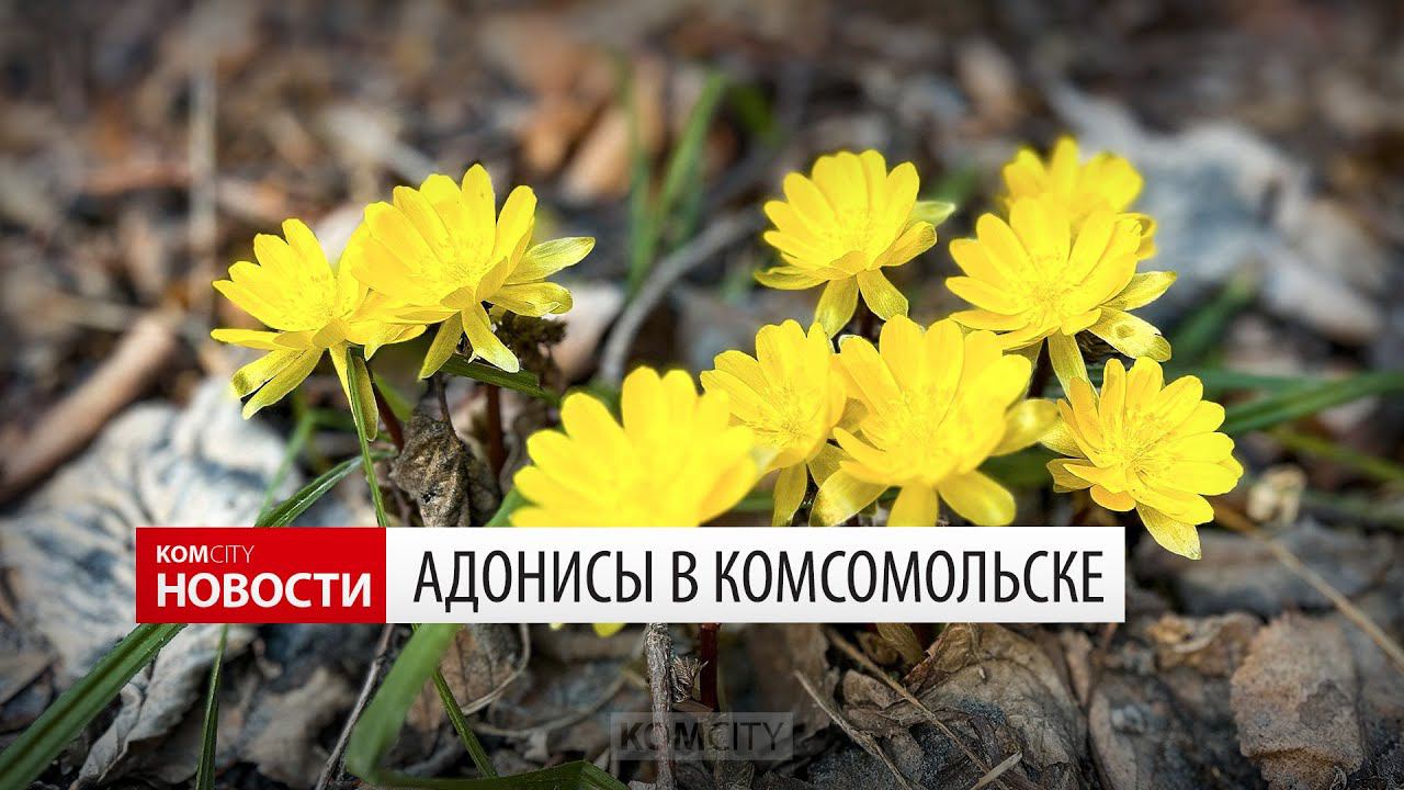 Адонисы в Комсомольске — Видео Kom.city смотреть онлайн