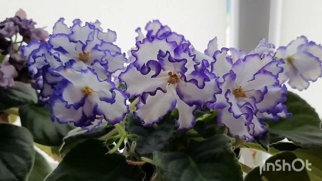 Показываю как у меня крепятся полочки к рамам и какие сорта фиалок на них цветут! смотреть онлайн