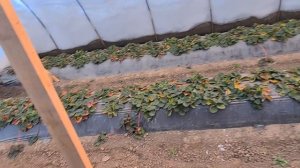 Бюджетный балаган для клубники на четыре ряда.