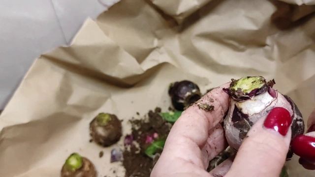 03.01.21.Гиацинты. Обрабатываем в "Максиме"и убираем на хранение в холодильник.. смотреть онлайн