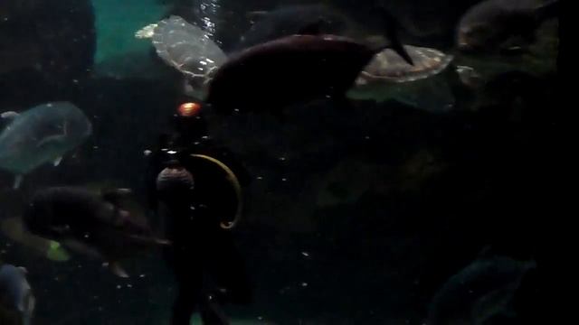 Астана, Океанариум Думан. (Нур Султан) ®️ смотреть онлайн