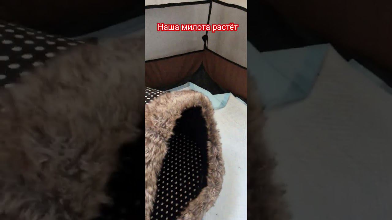 Милые Британские котята . Наша жизнь в России.  Из Германии в Россию