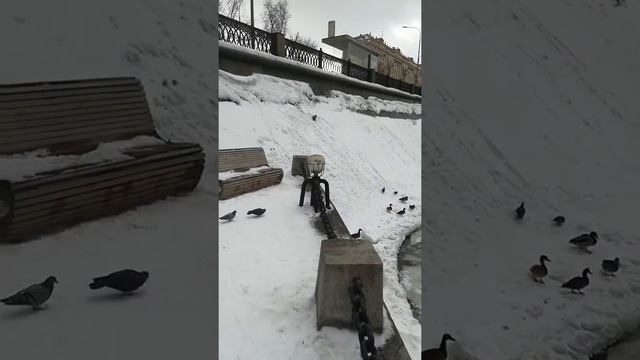 Самая умная утка (продолжение) смотреть онлайн