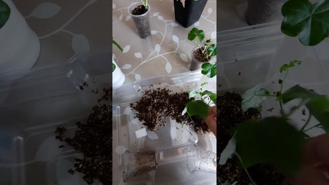 15 03.23. черенкование плющелистной пеларгонии результат смотреть онлайн