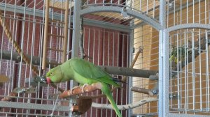 Звуки на жёрдочке Ожереловый прпугай