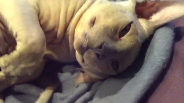 heinrich wears SoftPaws смотреть онлайн