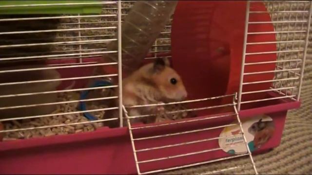 (22) Сирийский хомяк метит территорию и домик )) смотреть онлайн