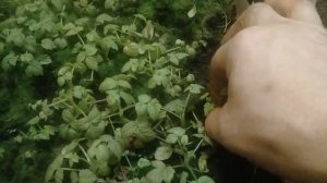 Размножение малины из корневых черенков, ошибки при посадке крапивки.