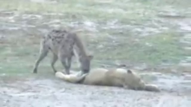 Hyena Drags a Dead Lion - Botswana Africa смотреть онлайн