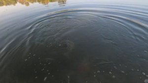 Астрахань 2023.  1 часть. Как прикормить сазана. Рыбалка в дельте Волги.