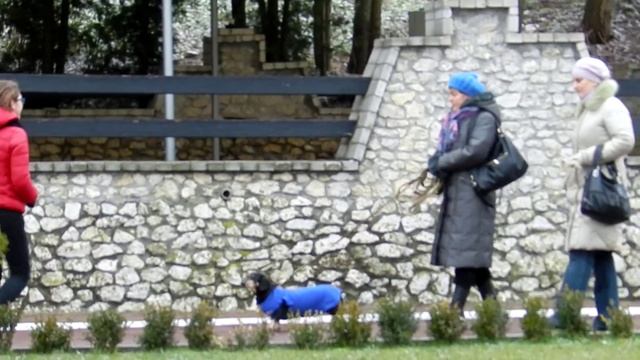 Можна погладити / Можно погладить / You can pat Pranks смотреть онлайн