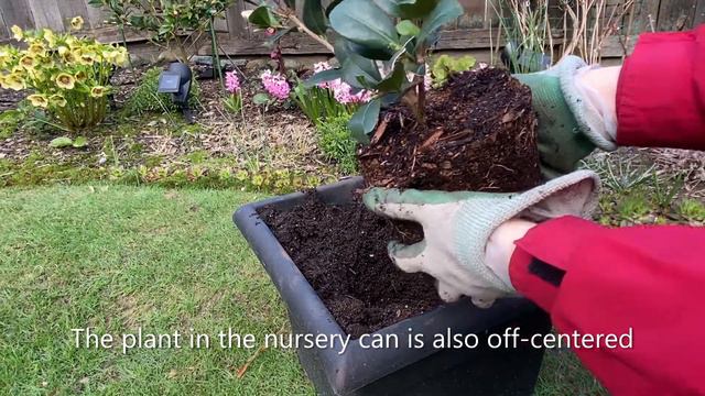 Camellia Sasanqua "Yuletide", Planting In Container - March 30 смотреть онлайн