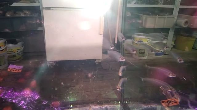 3# ПТИЧИЙ РЫНОК ЗАКУПИЛИСЬ РЫБКОЙ ЗОЛОТЫЕ РЫБКИ БАРБУСЫ И СКАЛЯРИИ смотреть онлайн