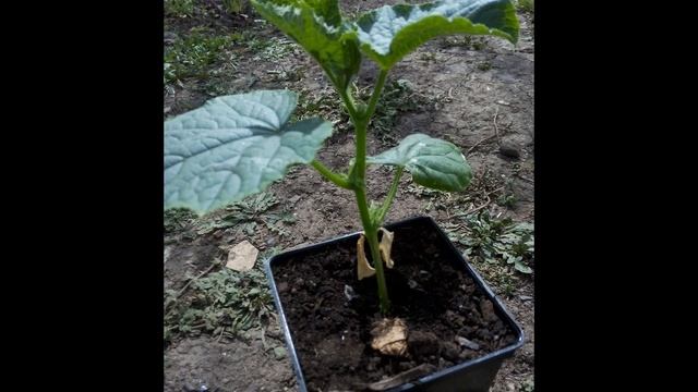 посадка огурцов  АМУР BEJO ZADEN