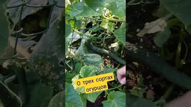 О трех сортах огурцов: корнишоны Селедочка, Пекинский огурец и огурцы Балалайка смотреть онлайн