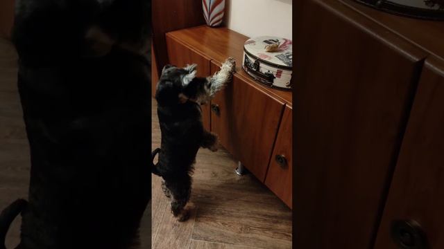 Гипноз вкусняшки 😀😀😀 #цвергшнауцер #собакен #собака #dog #флинт #zverg смотреть онлайн