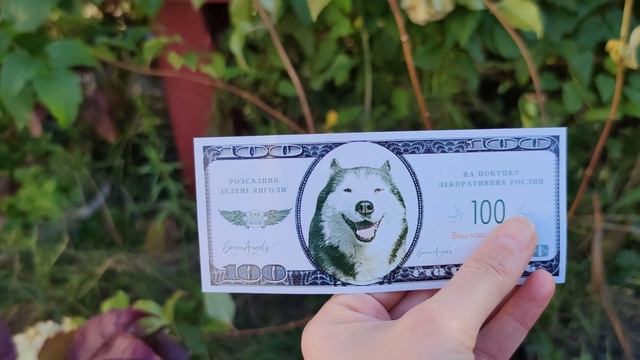 Обзор саженцев из питомника "Зелені Янголи". ??? Гортензия и Партеноциссус. Состояние корневой. смотреть онлайн