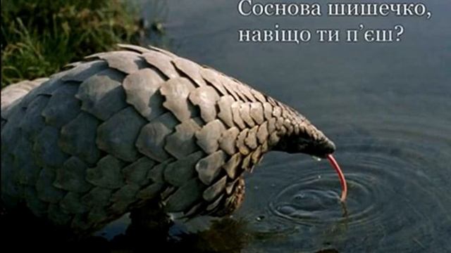 Соснова шишечко, навіщо ти п'єш?