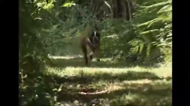 Caninfiera pontasserchio san giuliano terme смотреть онлайн