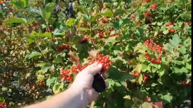 + Make a Shelter Belt Using Native Viburnums смотреть онлайн