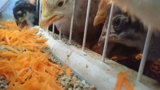 Цыплятам БИЛЕФЕЛЬДЕР 3 недели смотреть онлайн