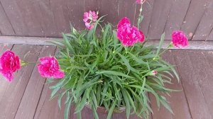 Интересные особенности ампельной гвоздики, которая и сейчас цветет