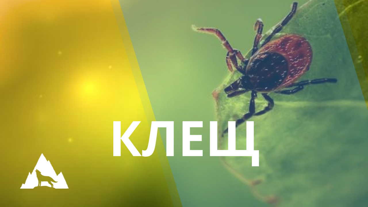 Как вытащить клеща в полевых условиях
