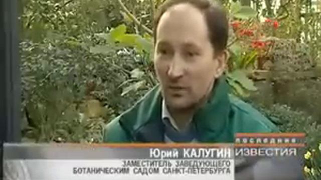 ЦВЕТУЩИЕ АЗАЛИИ смотреть онлайн