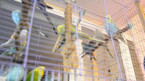 Как заставить волнистых попугаев размножаться