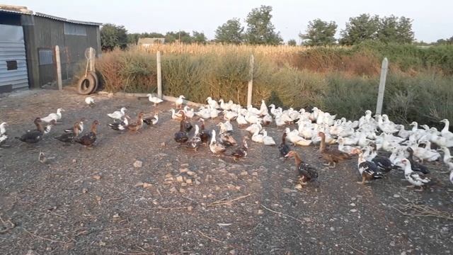 ??Содержание мулардов с мускусами! смотреть онлайн