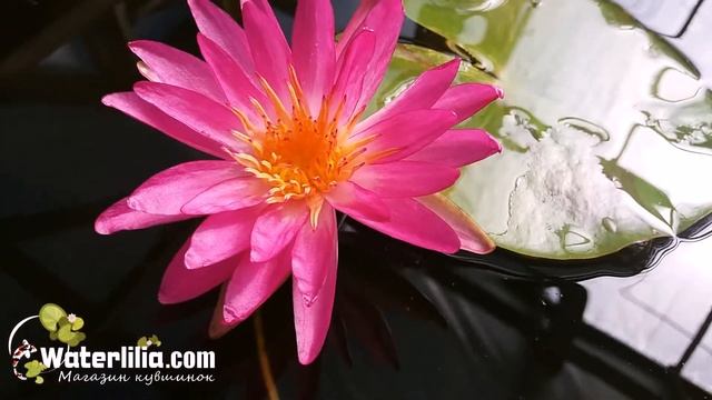 Мой первый ISG НхТ сеянец зацвёл Отечественная селекция водяных лилий Временное название Delights смотреть онлайн