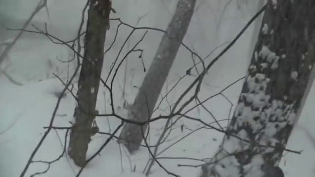 Охота на куницу.  Трудовая куница .